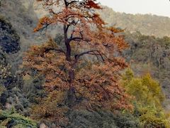 -十八棵（老龙井）御茶园(老龙井店)