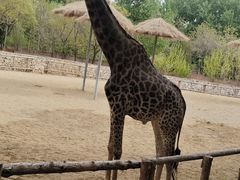 -北京野生动物园