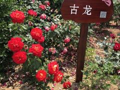 -密云玫瑰情园