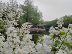 -近春园遗址