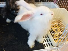 -猫猫幼稚园·撸猫·桌游·电玩