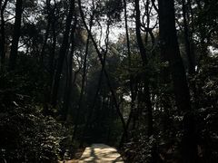 -铁山坪森林公园