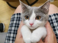 -屋虎猫馆(宝安大仟里店)