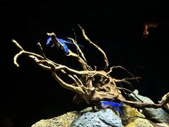 -上海海洋水族馆