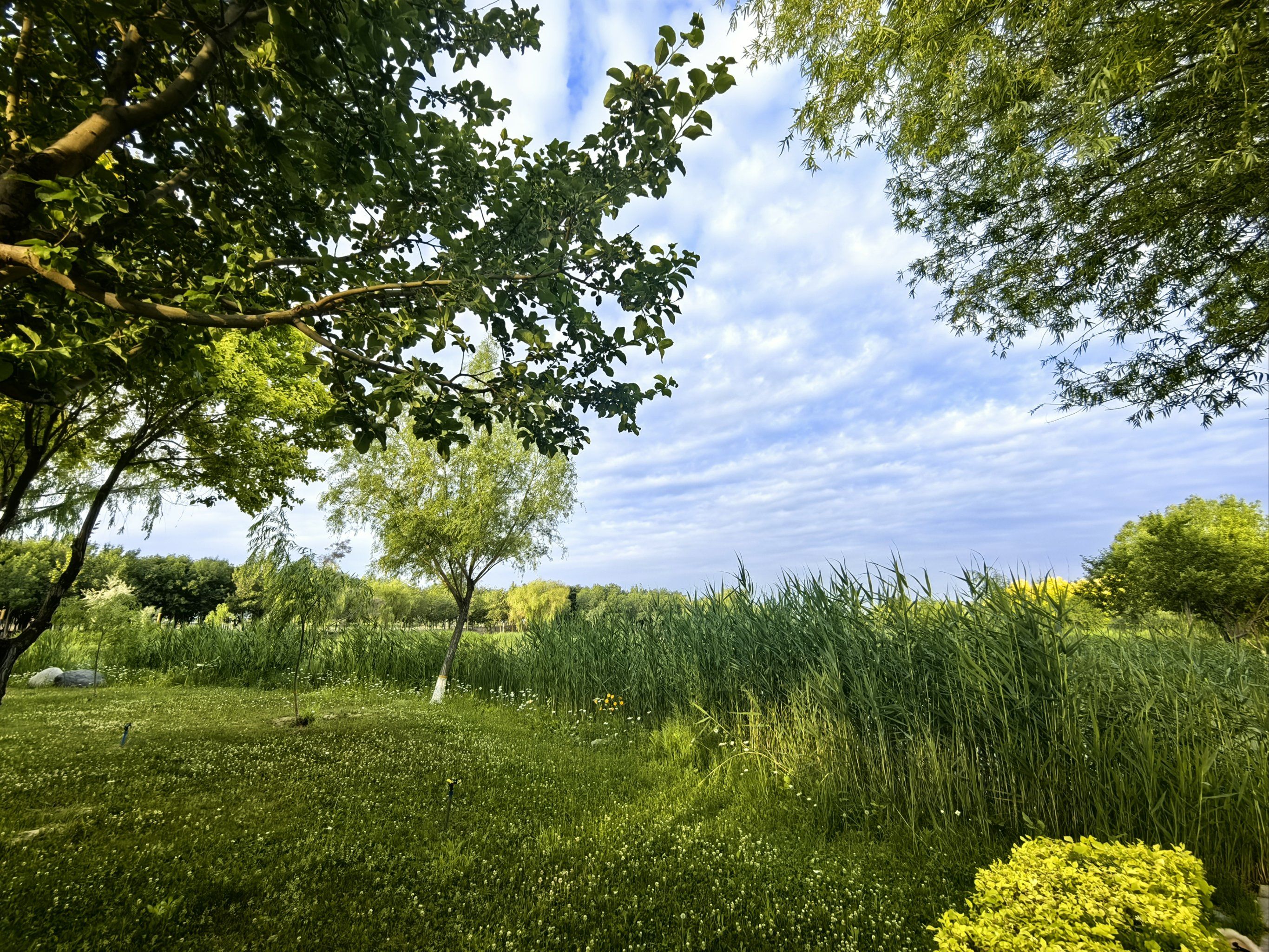 郊野公园 绿色治愈系风景 湖边美景 林间踏青