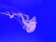 -上海海洋水族馆