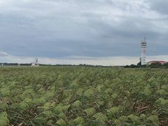 -上海吴淞炮台湾国家湿地公园