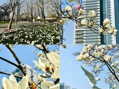 -陆家嘴中心绿地