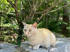 -崂山九水游览区