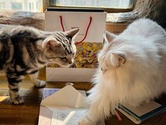 -猫猫幼稚园·撸猫·桌游·电玩