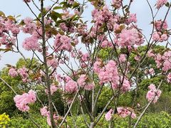 -南汇桃花村