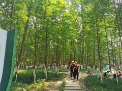 -桤木河湿地公园