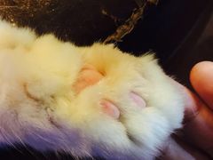 -李小姐の猫咖啡馆(五角场店)