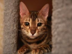 -猫大福·Fortune Cat猫舍(百子湾店)