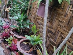 -Jungle Kitchen