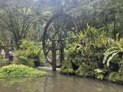 -莫里热带雨林景区