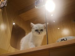 -屋虎猫馆(宝安大仟里店)