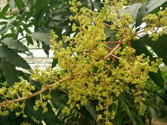 -兰陵国家农业公园