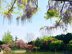 -嘉定紫藤园