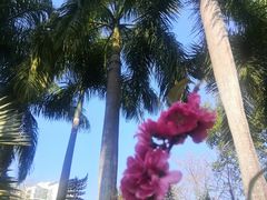 -深圳国际园林花卉博览园