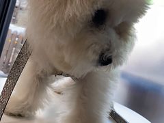 -爱侣宠医·鹦鹉专科·小型哺乳类·异宠专科(灵石路店)