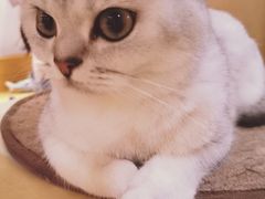 -滚猫咖啡·猫咖·猫友好撸猫(未来城店)