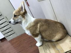 -申普宠物医院·心脏介入·心血管微创(总院)