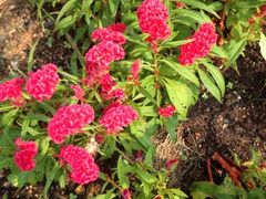 iphone_upload_pic-东部华侨城