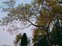 -东湖落雁景区