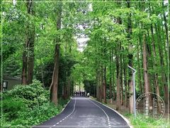-东平国家森林公园