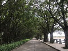 -大湾区中央湿地公园