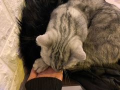-平行世界·猫咖(首经贸店)