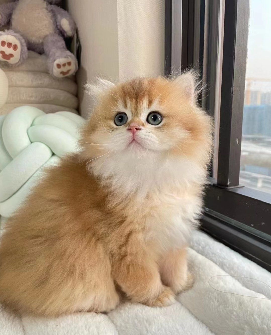 猫猫的可爱温顺,生活中的甜蜜篇章