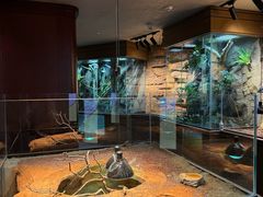 -帕帕拉兹宠物(亚洲旗舰店)