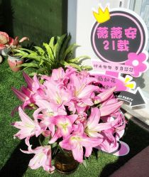 -薇薇安花系SPA