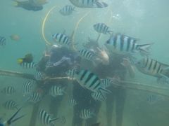 -东姑阿都拉曼海洋公园