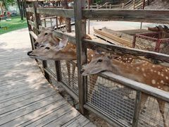 -北京鹿世界主题园