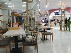 大堂-喵园·猫主题咖啡厅·撸猫·猫咖(国贸店)