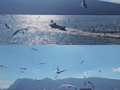 -海埂大坝