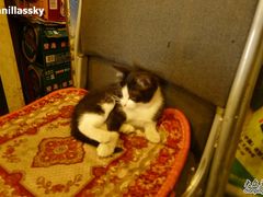 猫猫-乡间好味私家菜(总店)