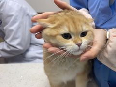 -宠颐生宠物医院·心肾内科·猫专科诊疗中心宠巢店