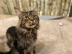 -酷豆宠物咖啡·宠物美食·撸猫馆