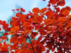 -北京西山国家森林公园