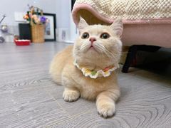 -Bastet sally猫舍购宠(静安店)