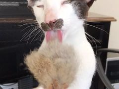 -Bastet sally猫舍购宠(静安店)