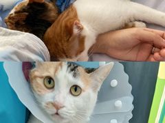 -美联众合动物医院·24h转诊中心