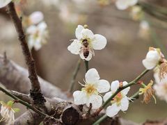 -广州市流溪河国家森林公园