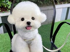 -萌宠之家·腊肠犬·马尔泰·小体犬舍