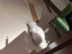 -Local泰莲庭(虹鳟鱼店)