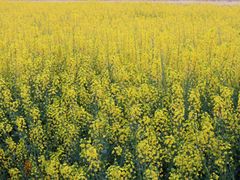 -中国天府农业博览园